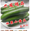 山东中国大陆迷你水果小黄瓜生吃蔬菜香脆爽口好吃坏果包赔包邮