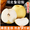 现摘河北皇冠梨5斤脆甜多汁雪梨9斤新鲜母梨子应季孕妇水果批发10